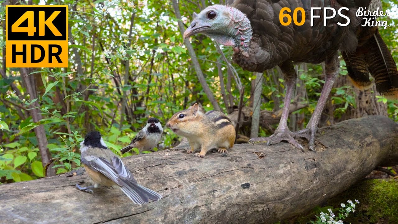 КОШКА ТВ 😺❤️ Счастливые птицы, белки и индейки 🐿️ 4K HDR 60FPS