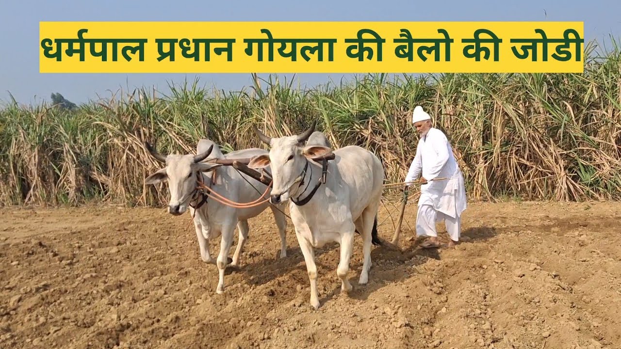 गांव गोयला के मौजूदा प्रधान बैलो से करते है आज के समय खेती