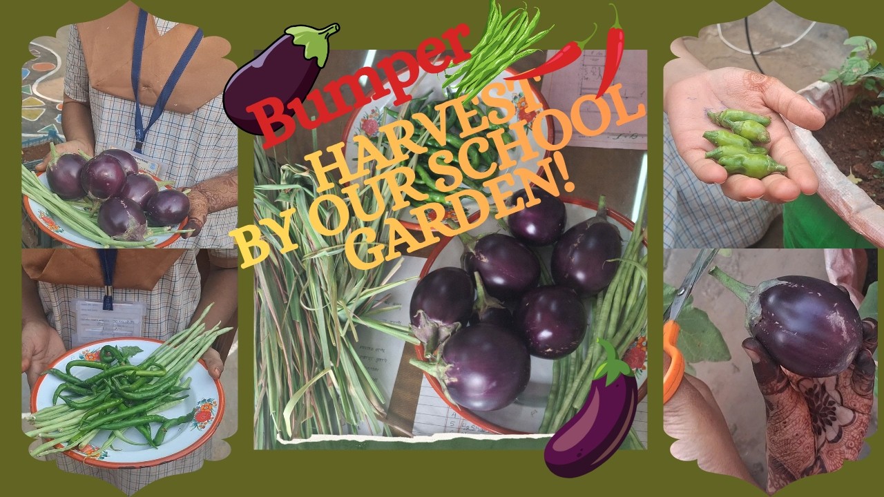 Students Grow Fresh Vegetables in School Kitchen Garden | Amazing Results