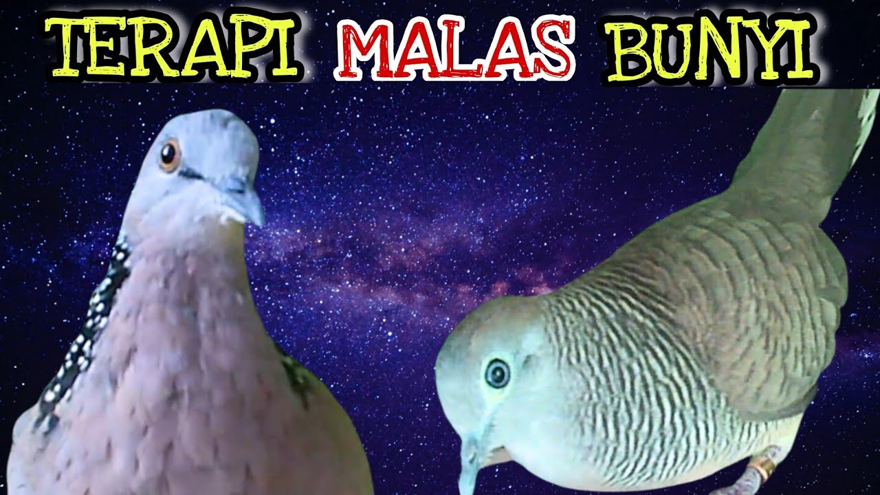 HEBOH‼️Tekukur Gacor Suara Sejuk VS Perkutut Lokal Suara Ngerol