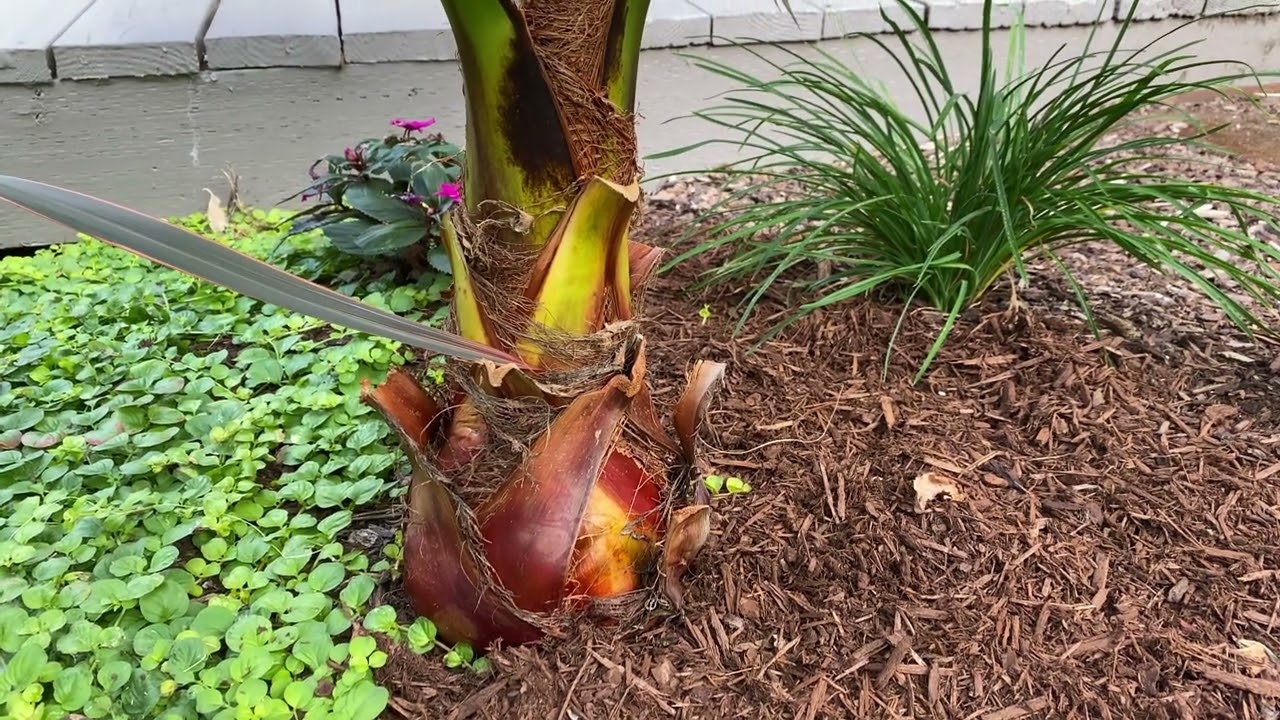 2nd year Washingtonia robusta - great performance!