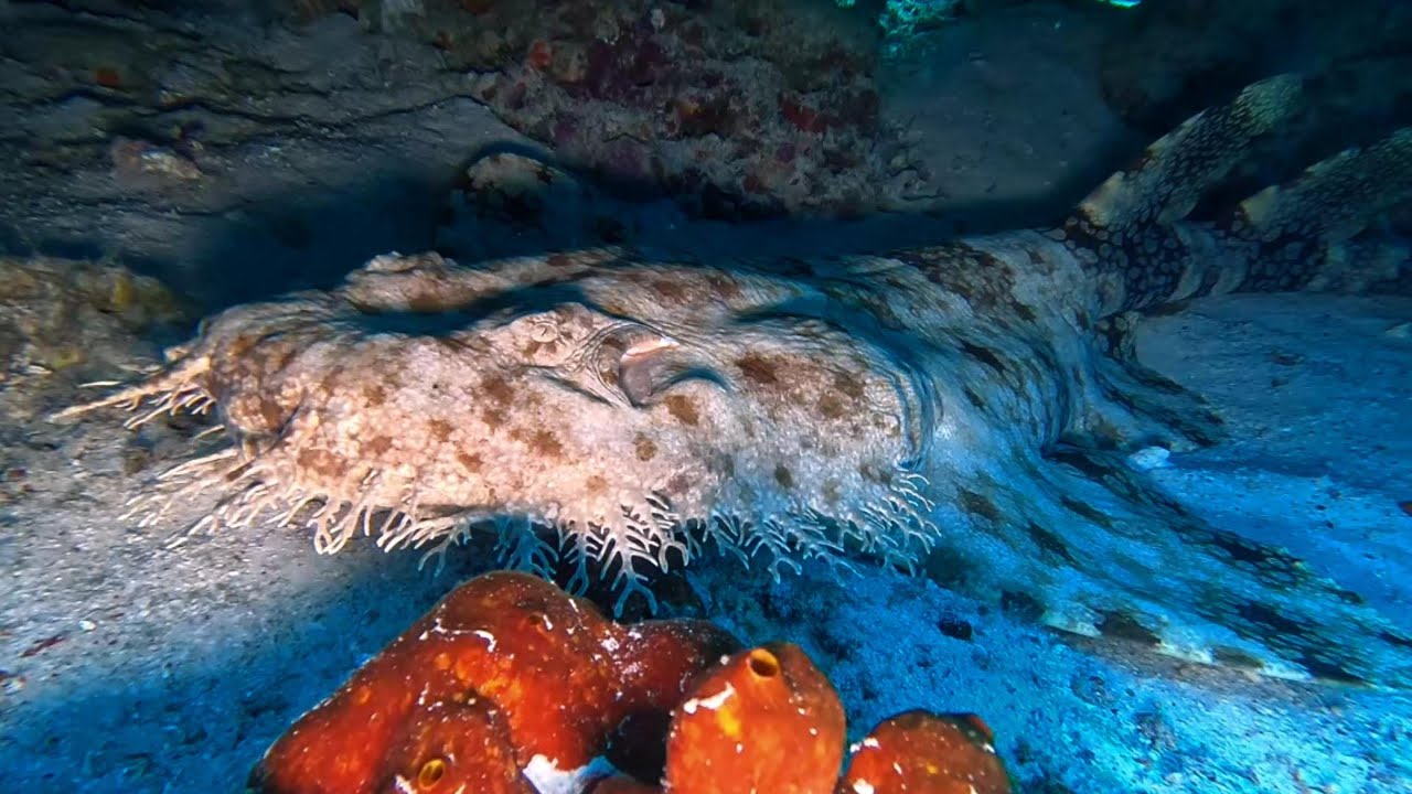 Raja Ampat - December 2025