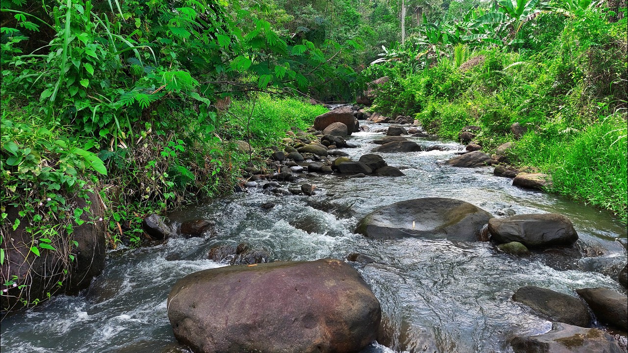 Beat Insomnia with Calming Sounds of Melodic Flowing Water in The Beautiful Lush Forest River