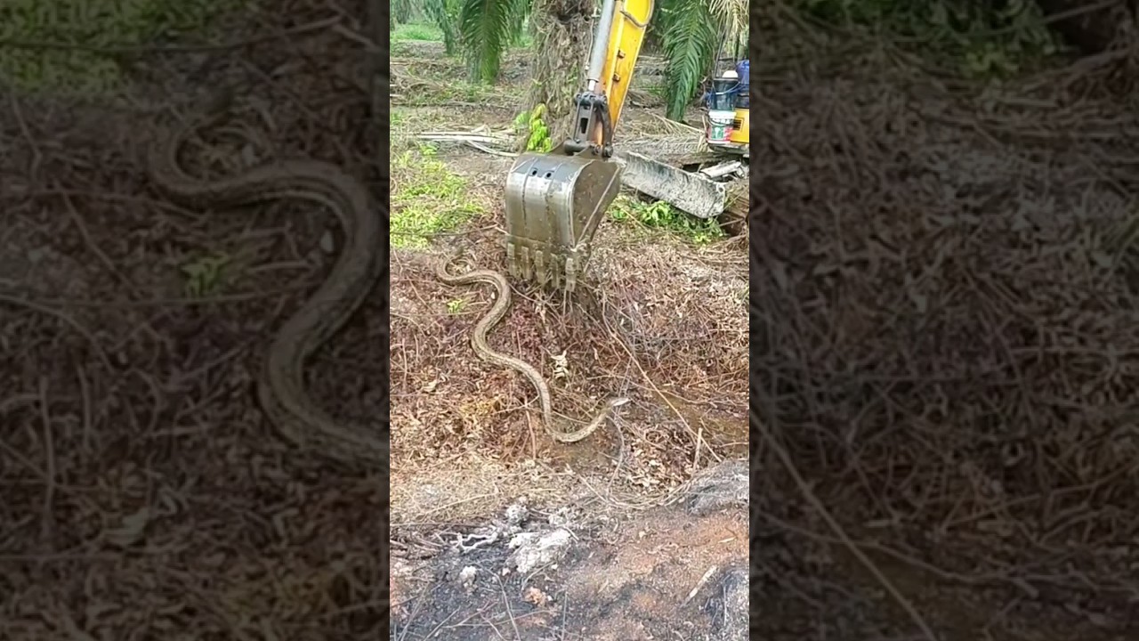 Excavator Ngusir Ular Piton Besar Di Kebun Sawit Saat Cuci Parit‼️