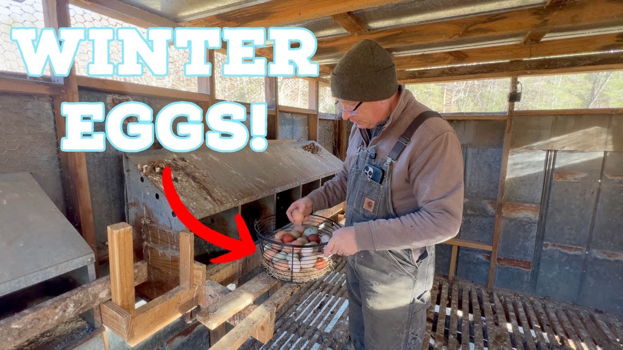 How We Keep Chickens Laying Eggs Through the Winter