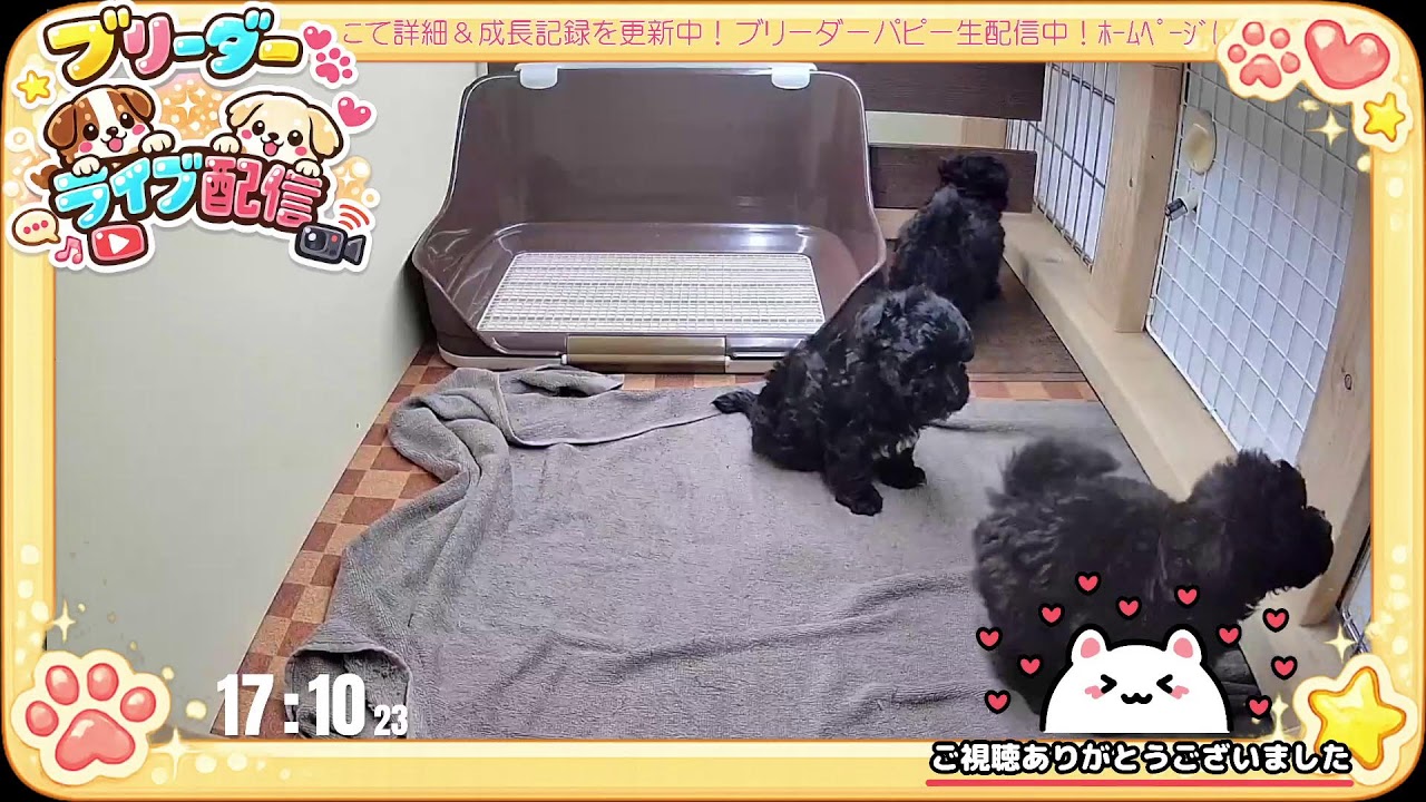 【成長 生配信】トイプードル 子犬 44日齢 【2026/3/9】