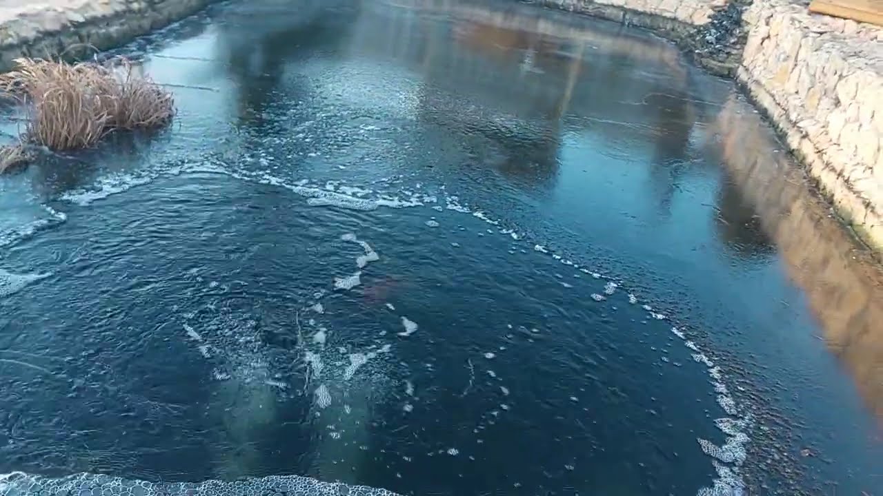 Как выживают рыбы подо льдом?