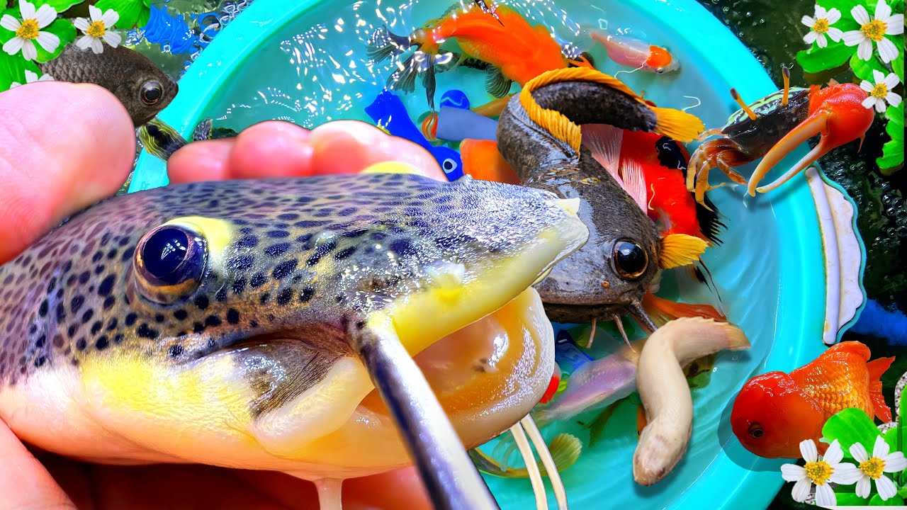 Surprised Catch Big Catfish, Catch Colorful Gold fish in rain, Koi, Carp, Pleco, Turtles, Crabs Frog