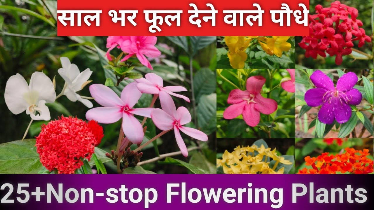 🌺साल भर ढेर सारे फूल देने वाले पौधे🌷All Year / Low Maintenance / Beautiful Flowering Plants✅