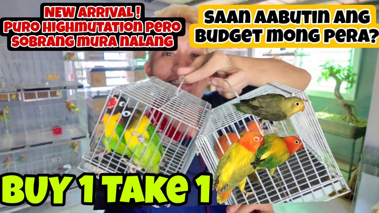 BUDGET - FRIENDLY BIRDS : YOUR FIRST HIGH MUTATION LOVE BIRDS PAIR YOU CAN BUY HERE