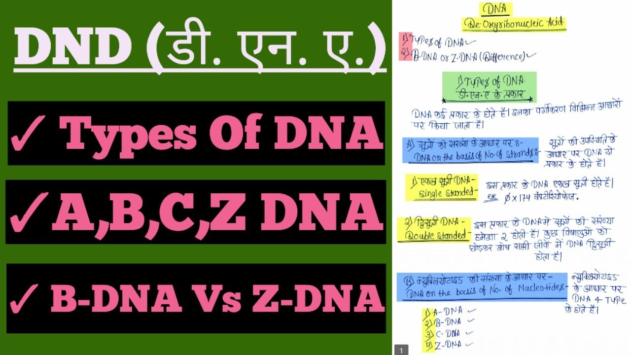 Types Of DNA || B-DNA Vs Z-DNA || Difference Between B-DNA And Z-DNA In Hindi @botanyadda #dna