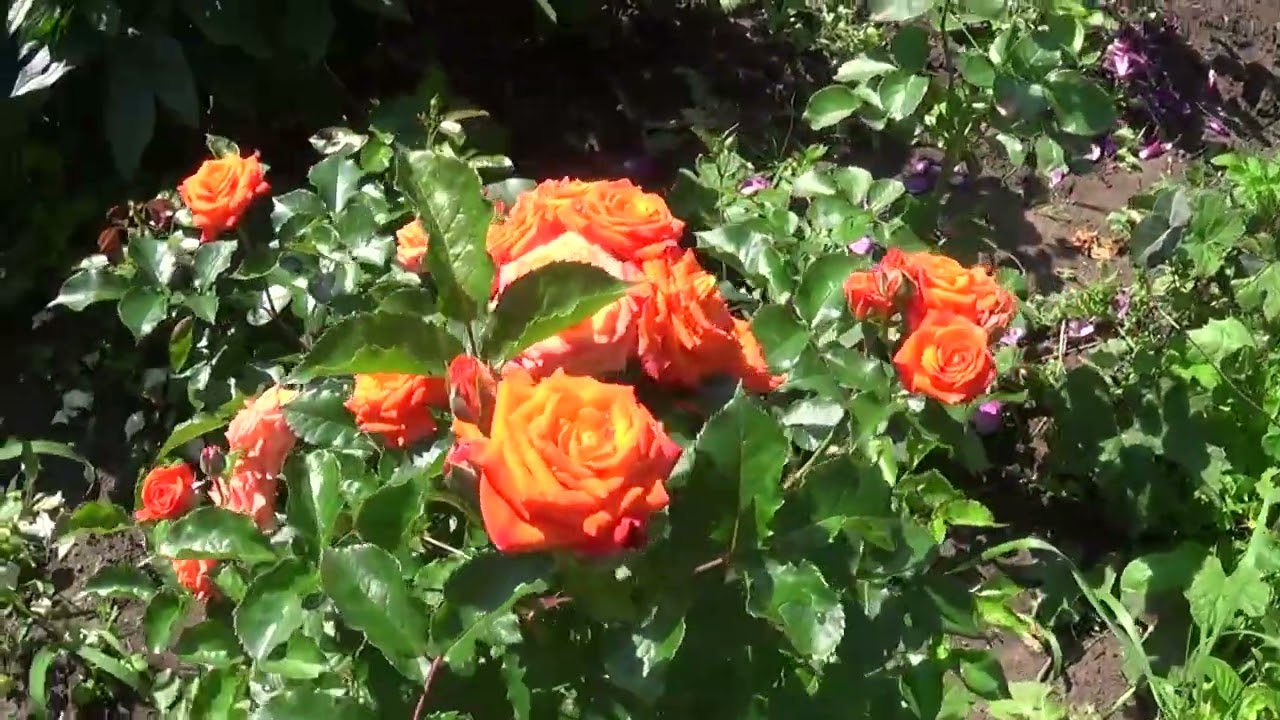 Спрей роза Orange Baby. 2025.