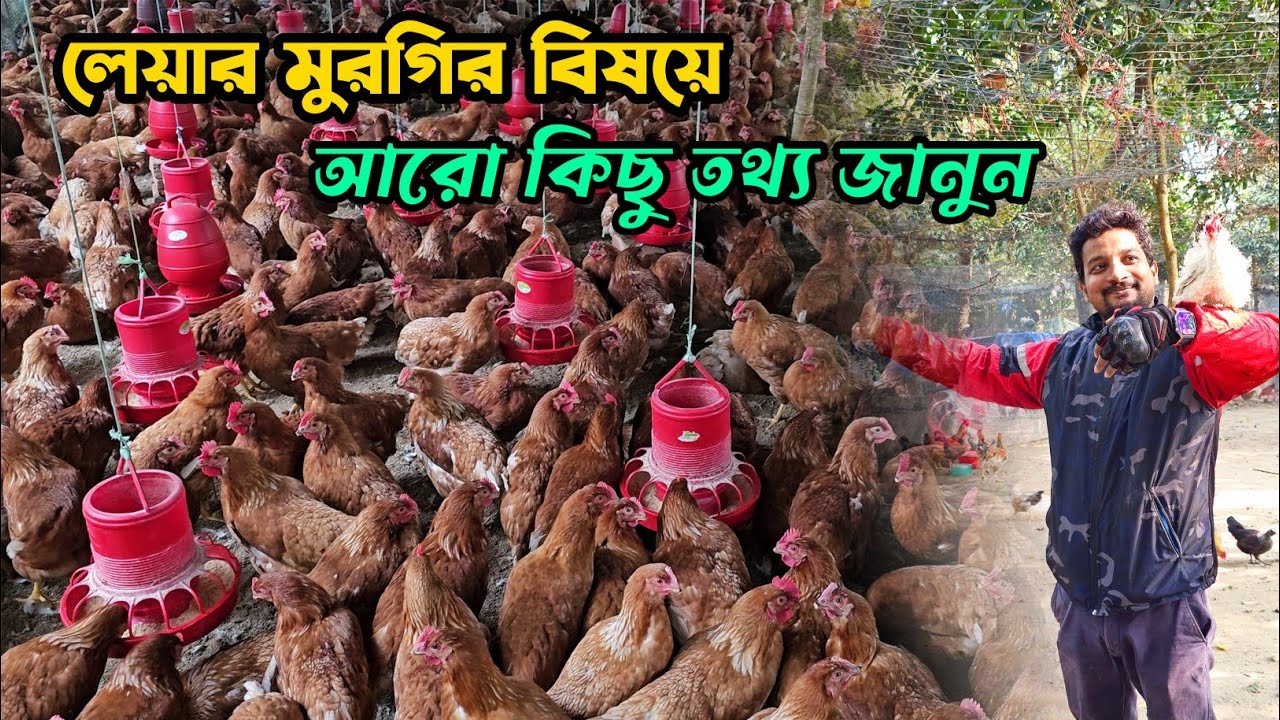 কেন লেয়ার মুরগি খামারিরা বিক্রি করতে চায় না