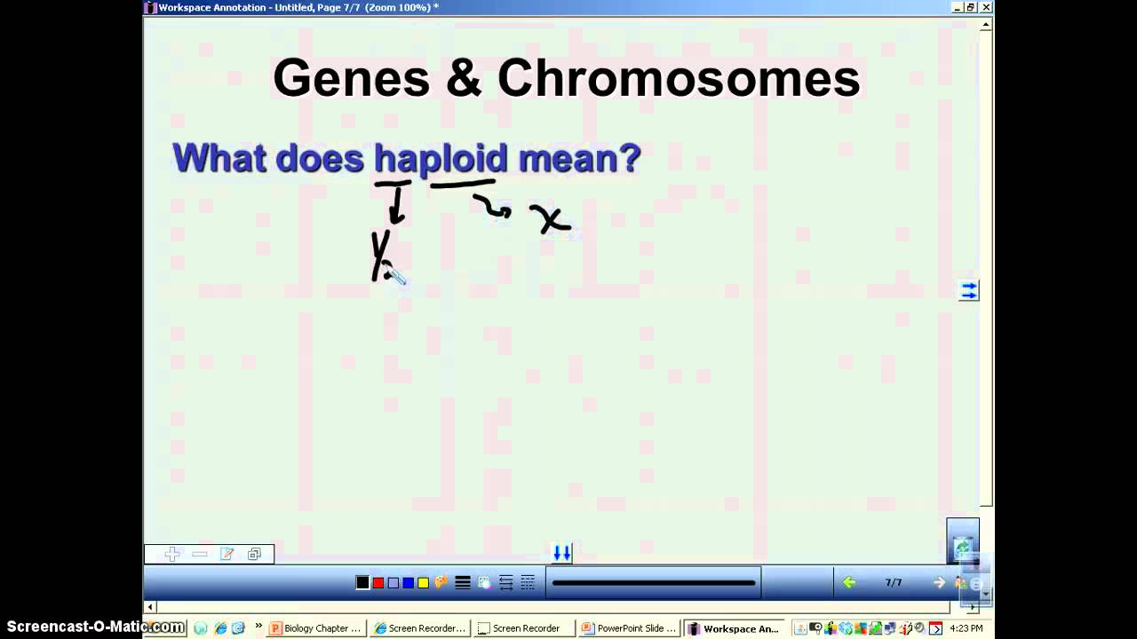 Chapter 11 Podcast 2: Diploid & Haploid
