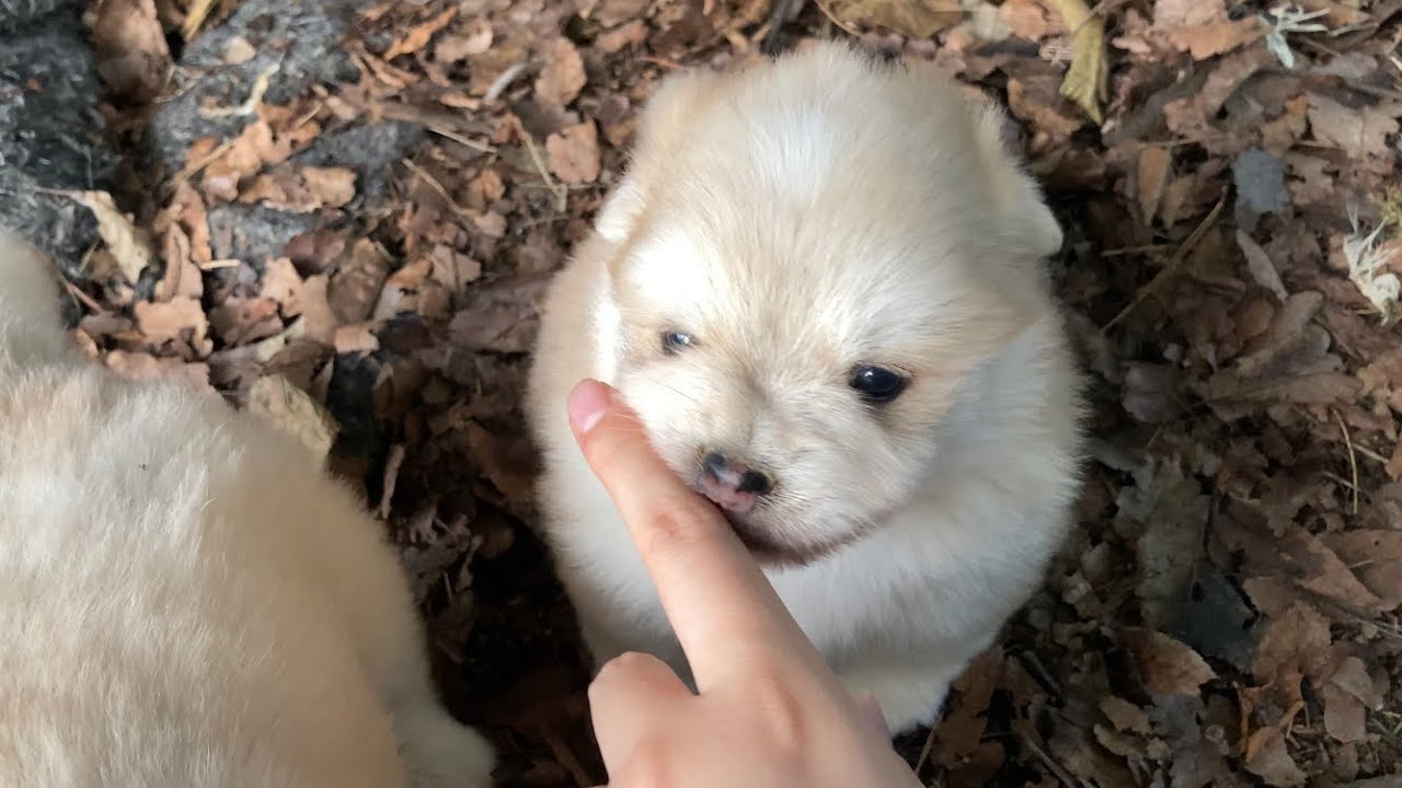 걸어다니는 뽀식이 셋