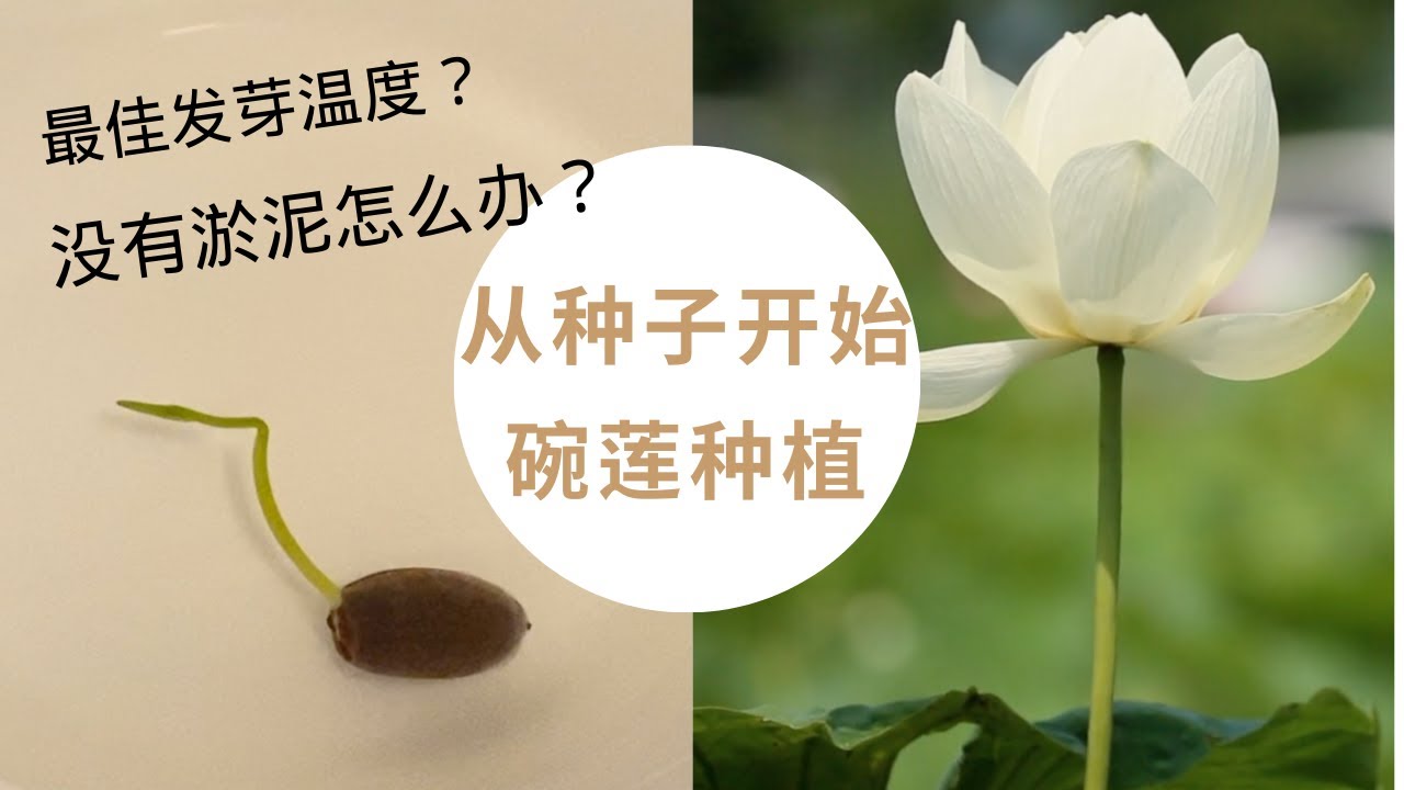 从种子开始种碗莲｜淤泥制作方法｜莲子发芽温度