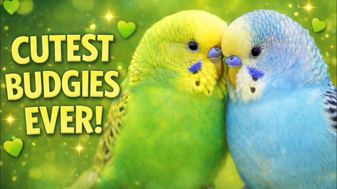 ✨ The Cutest Budgies You’ll See Today! ✨
