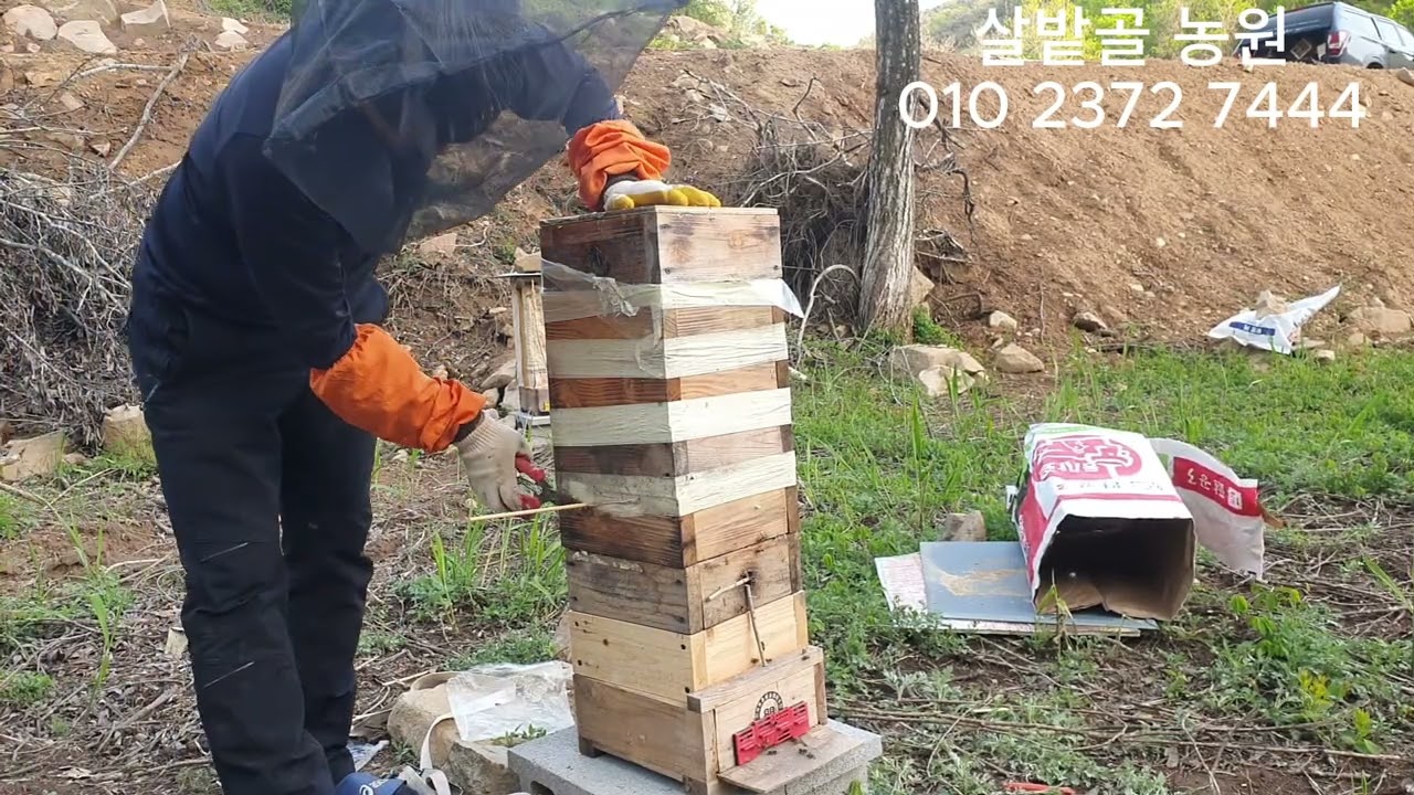 분봉열 발생한 토종벌됫박  격왕판이용한 강제분봉 1부..