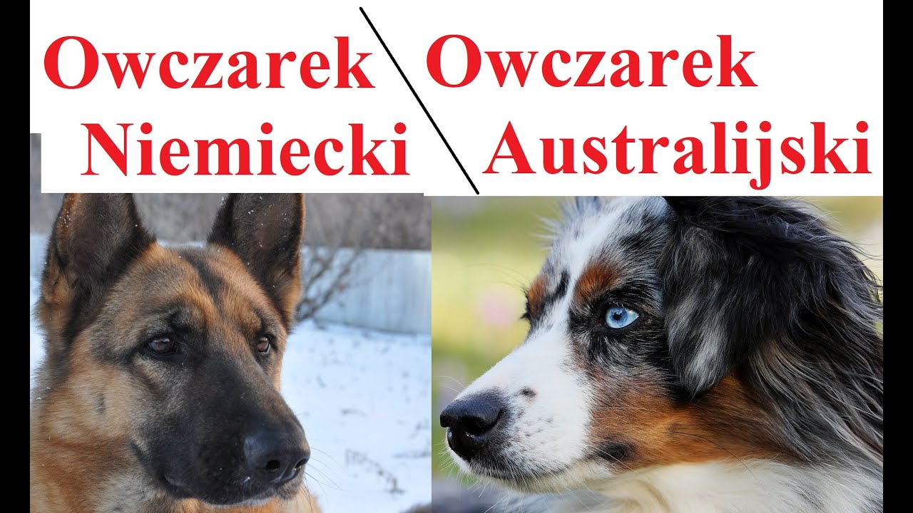Owczarek Niemiecki a Owczarek Australijski - PORÓWNANIE