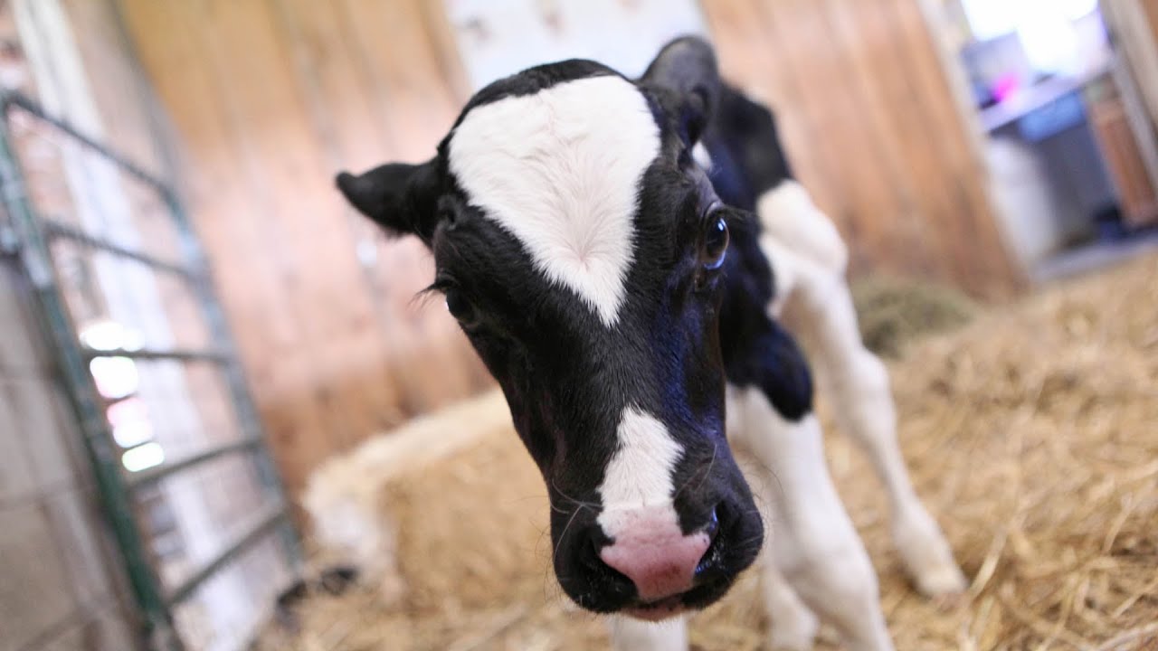 Reel Life at Farm Sanctuary - Ep. 9 - Life After Industrial Farming - Part 1