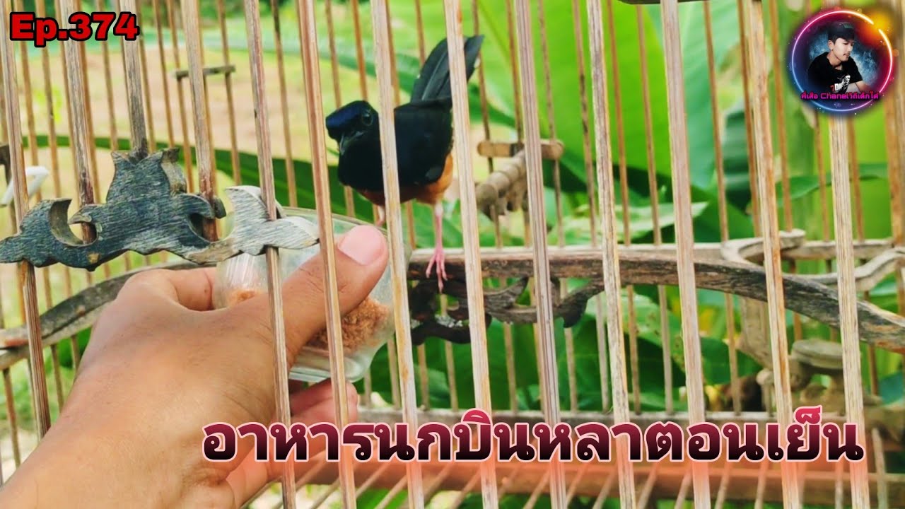 หัดอาหารนกป่าบินหลาดงหรือนกกางเขนดง นกเริ่มกินอาหารเองแล้ว(White-rumped shama)
