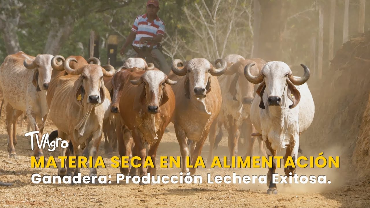 Materia Seca en la Alimentación Ganadera: Producción Lechera Exitosa - TvAgro por Juan Gonzalo Angel