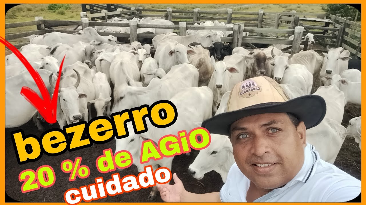 BEZERRO DISPAROU QUANTO VENDER E QUANTO PAGAR DE ÁGIO!!!