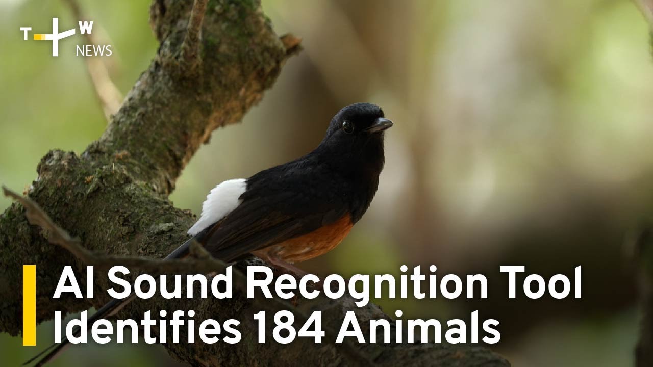 AI Sound Recognition Tool Identifies 184 Animal Species | TaiwanPlus News