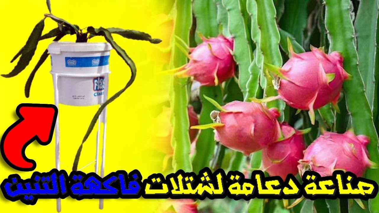 صناعة دعامة لشتلات فاكهة التنين