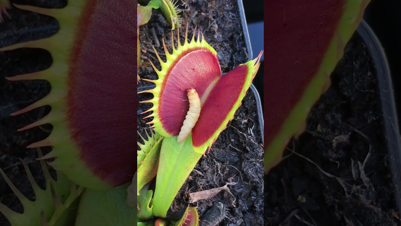 BIG carnivorous plants DIONAEA, VENUS FLY TRAP #carnivorousplants #plants #insects #animals