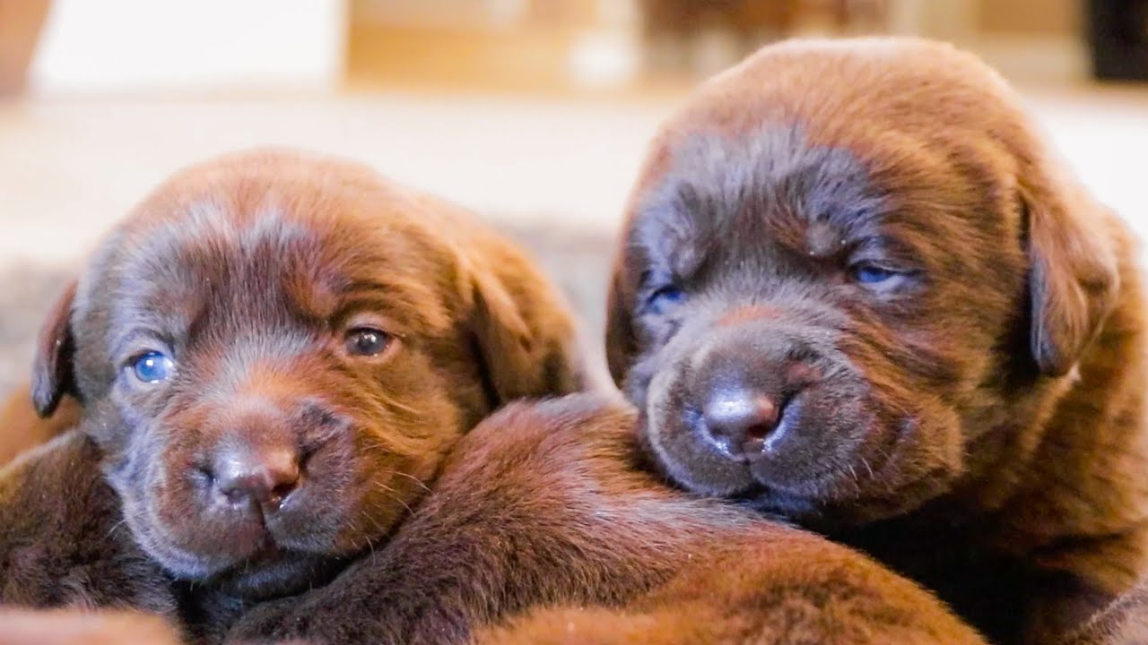 Chocolate Lab Puppies Open Their Eyes!!