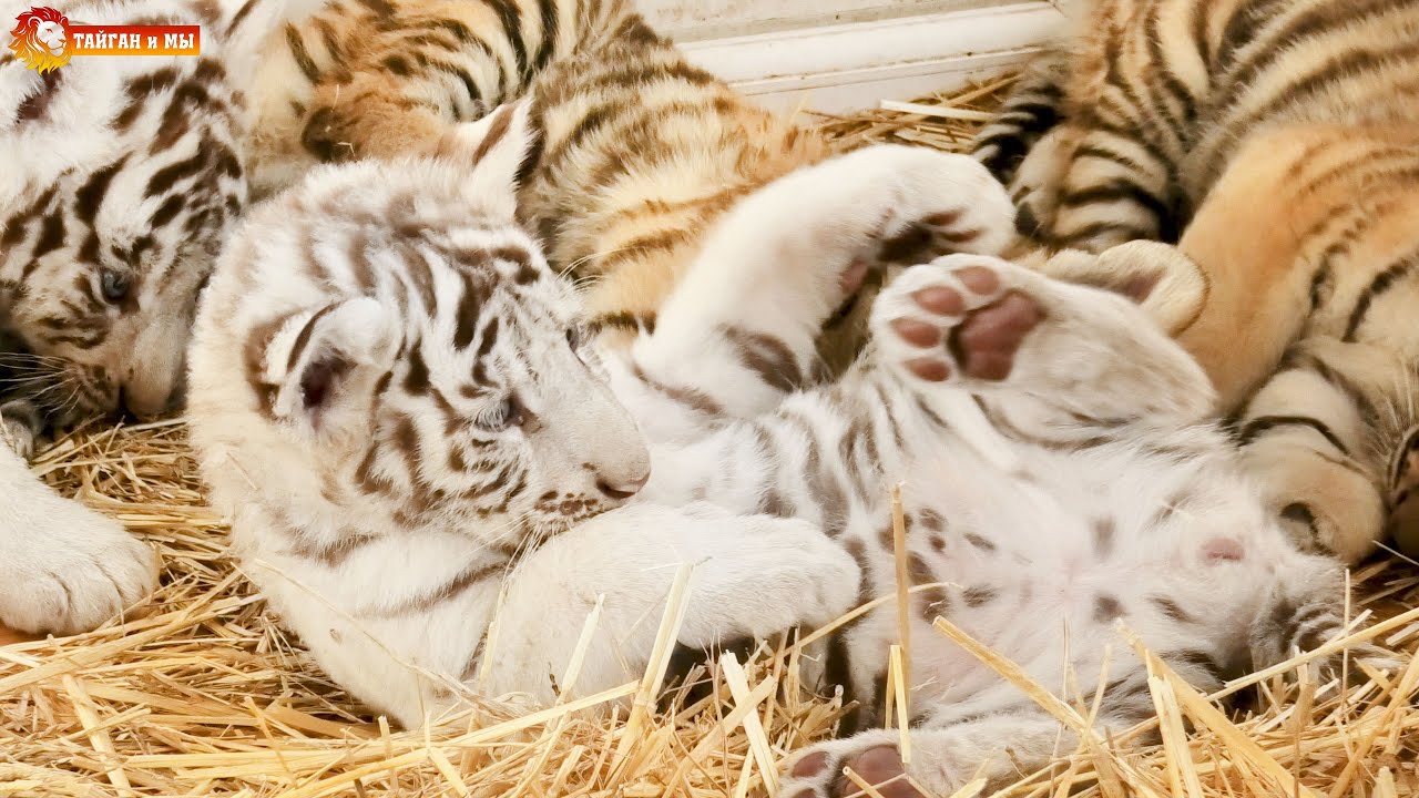 Тигрик П’яточкин среди хищников 😊 Приятного просмотра 🧡 Тигры. Тайган. Tigers life in Taigan.