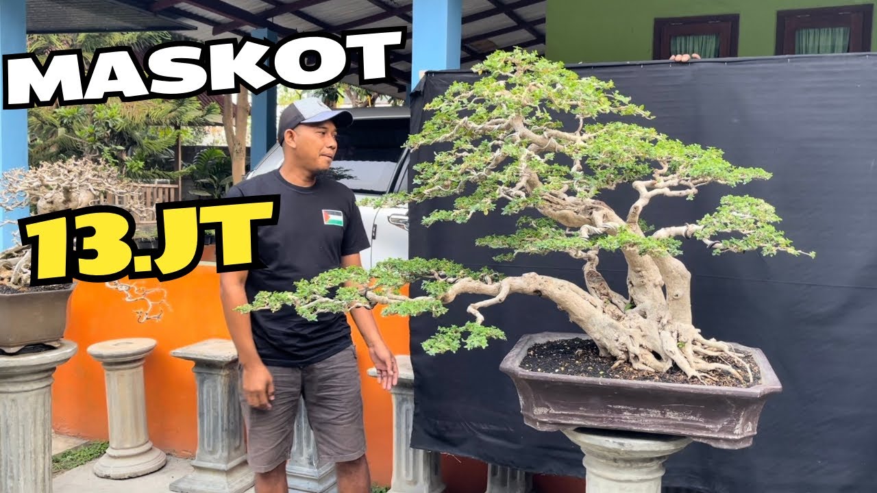 Cek Harga Bonsai Maskot Mas Reza
