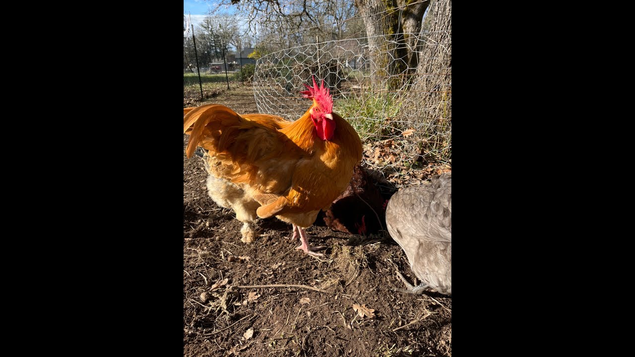 Clucky Chickens Live! Relaxing With The Chickens