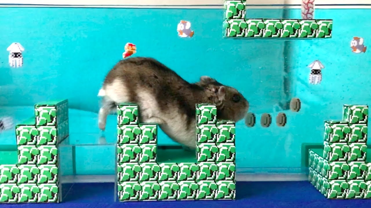 ハムスター ココちゃんのハムマリオ WORLD2-2（HAMUMARIO）Hamster Super Mario Bros.