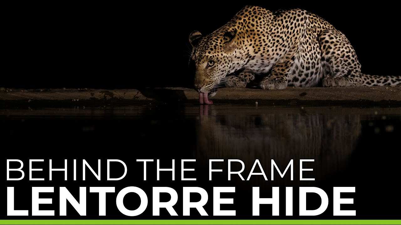 Behind the Frame | LENTORRE HIDE