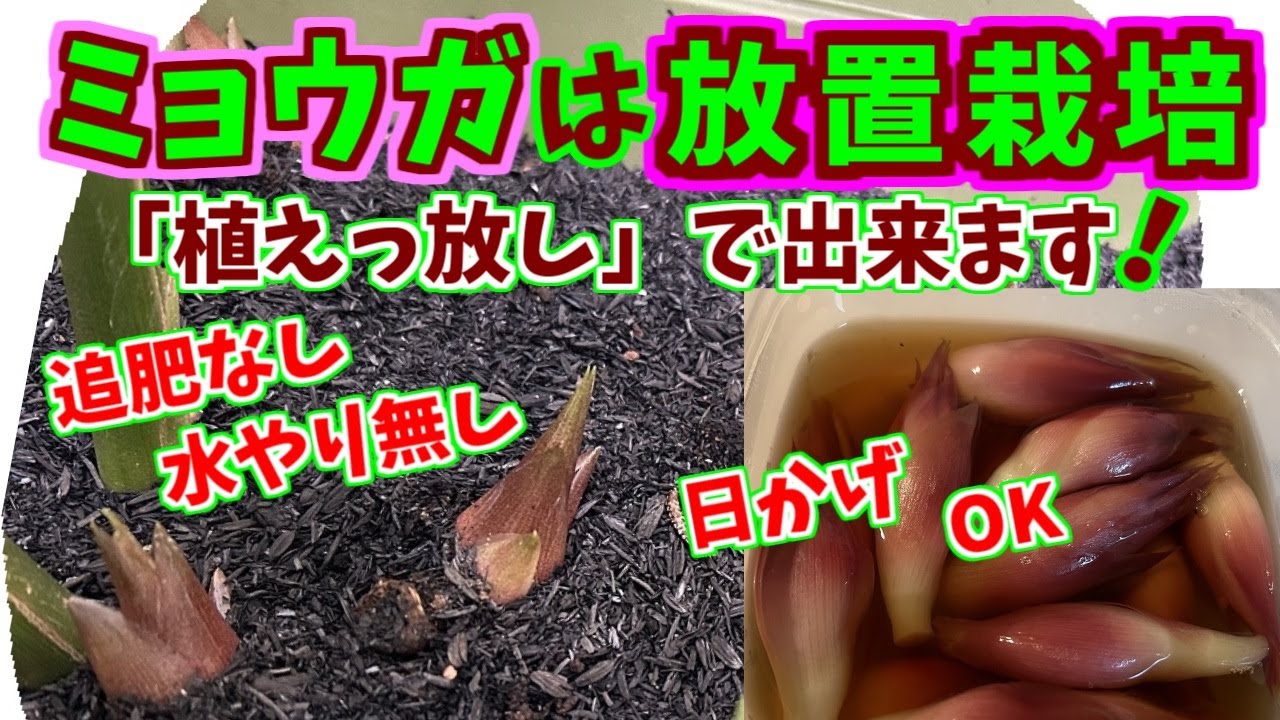 ミョウガは植えるだけ、収穫までほったらかし！それでもたくさん獲れました。#家庭菜園 #みょうが#かんたん
