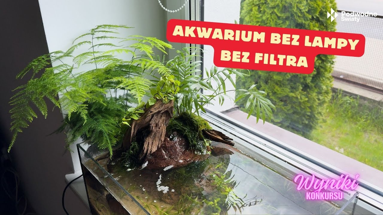 Akwarium bez lampy, bez filtra. Super tanie