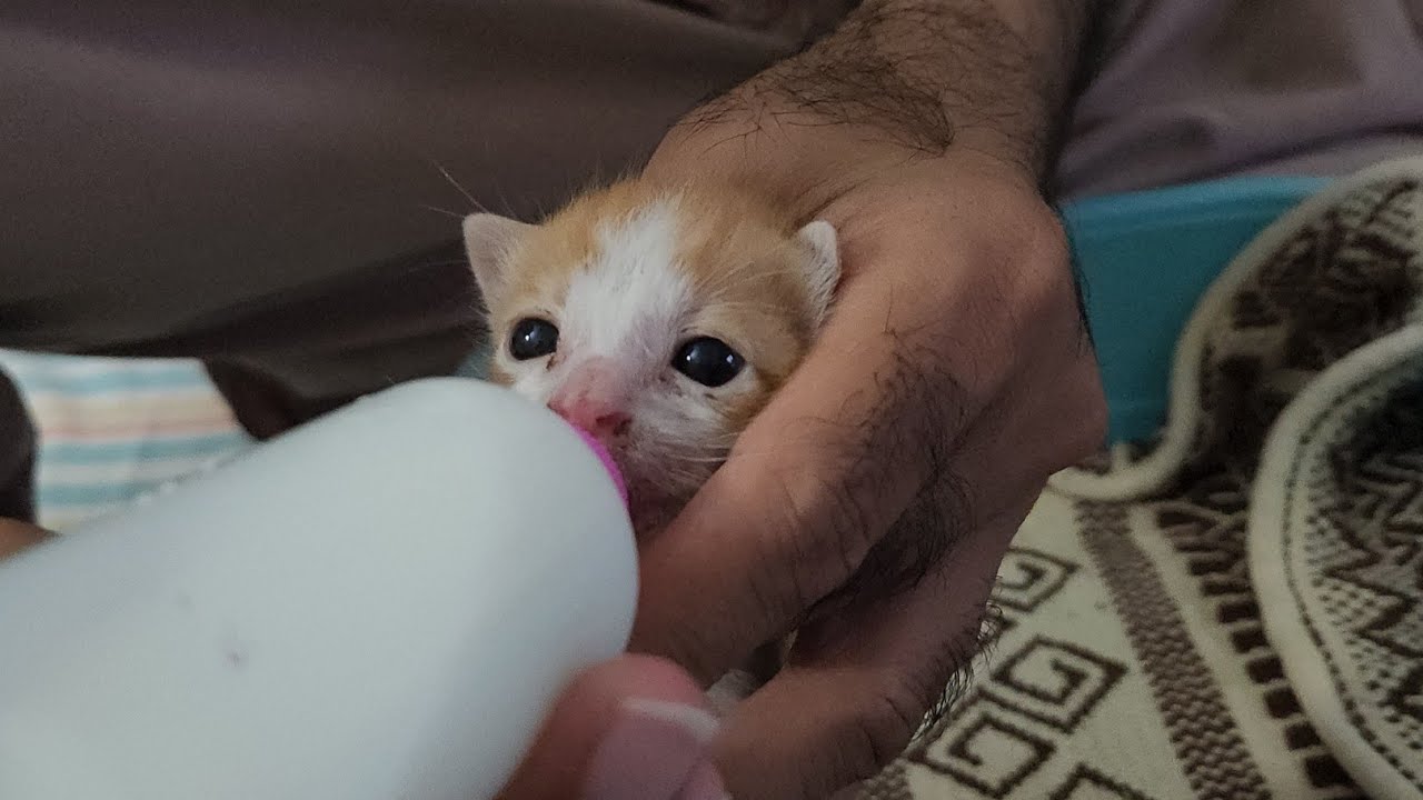 wild kitten rescued from cruel mother.