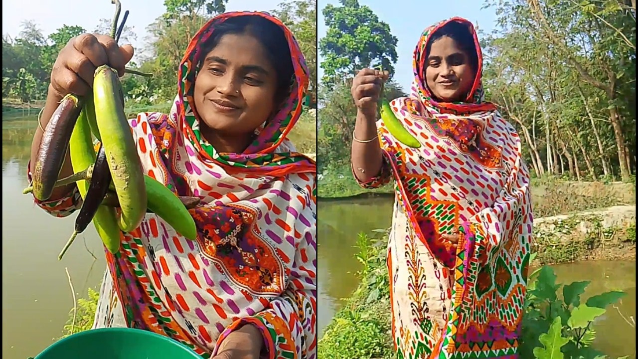 আমার বাবা প্রজেক্ট পারে বেগুন গাছ লাগাইছে আমি বেগুন তুলতে গেলাম Fresh Brinjal Harvest Baba’s Garden