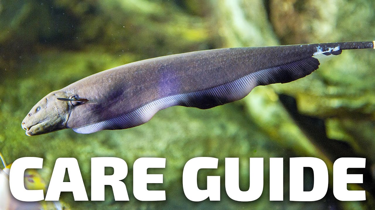 Руководство по уходу за рыбой-ножом чёрного призрака — Aquarium Co-Op