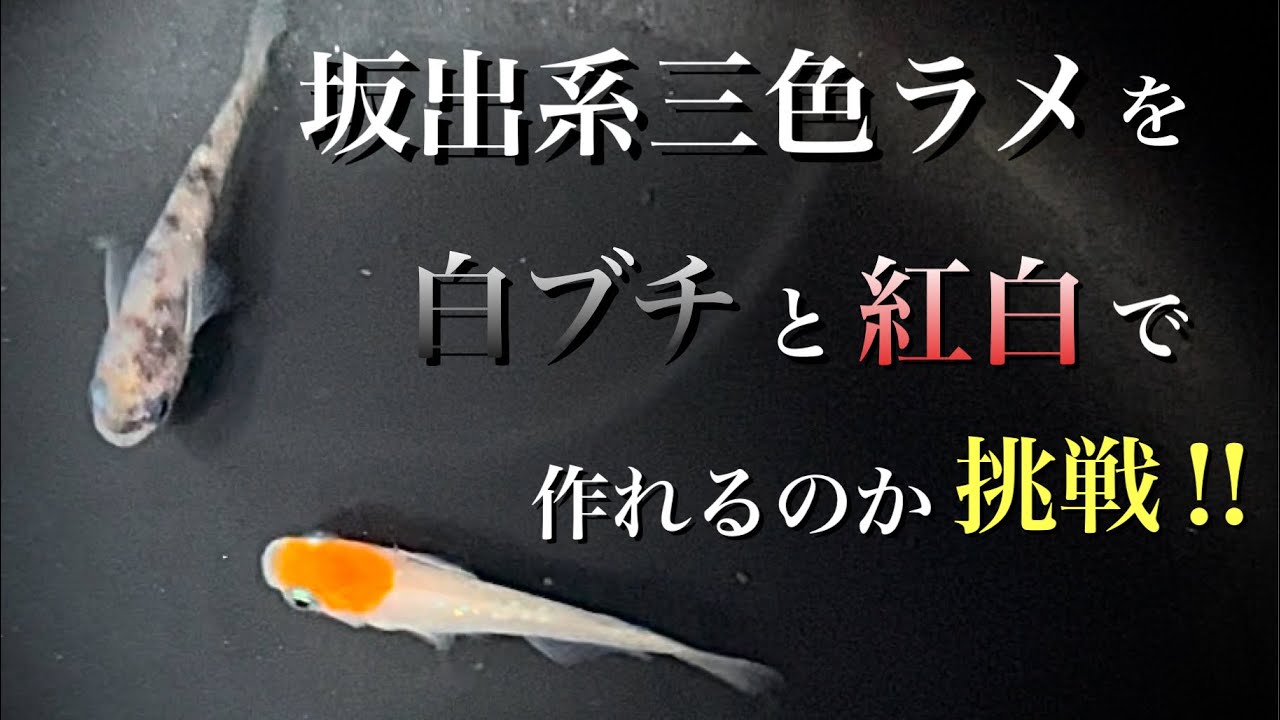坂出系三色ラメを白ブチと紅白で作れるか挑戦‼︎想像以上の結果に驚き‼️