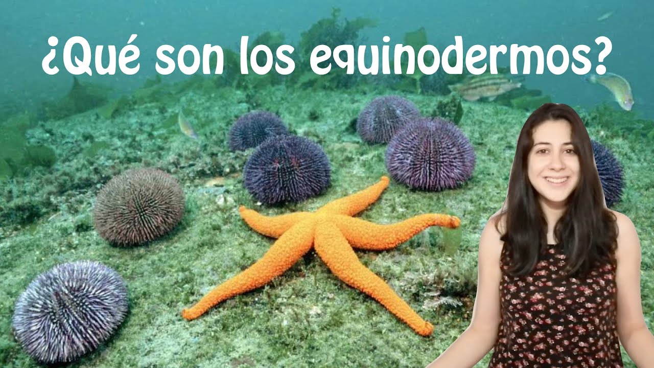 &iquest;Qu&eacute; son los equinodermos? | Cnidaria Mx