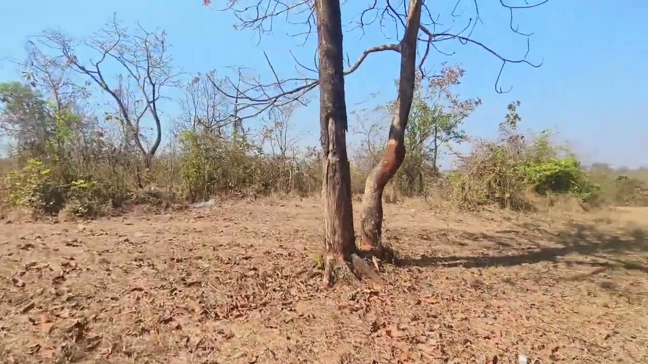 5 एकर प्लॉट मेन मुरबाड मार्केट 12 किलोमीटर नॅशनल हायवे7km डॅम जवळ अधिक माहितीसाठी संपर्क 9226224222.