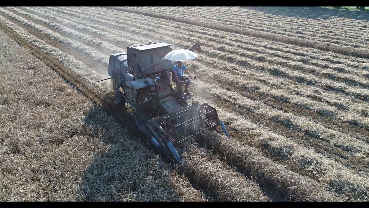 Gerste dreschen
Claas Europa selbstfahrender Schüttlermähdrescher des Landmaschinenherstellers Claas
