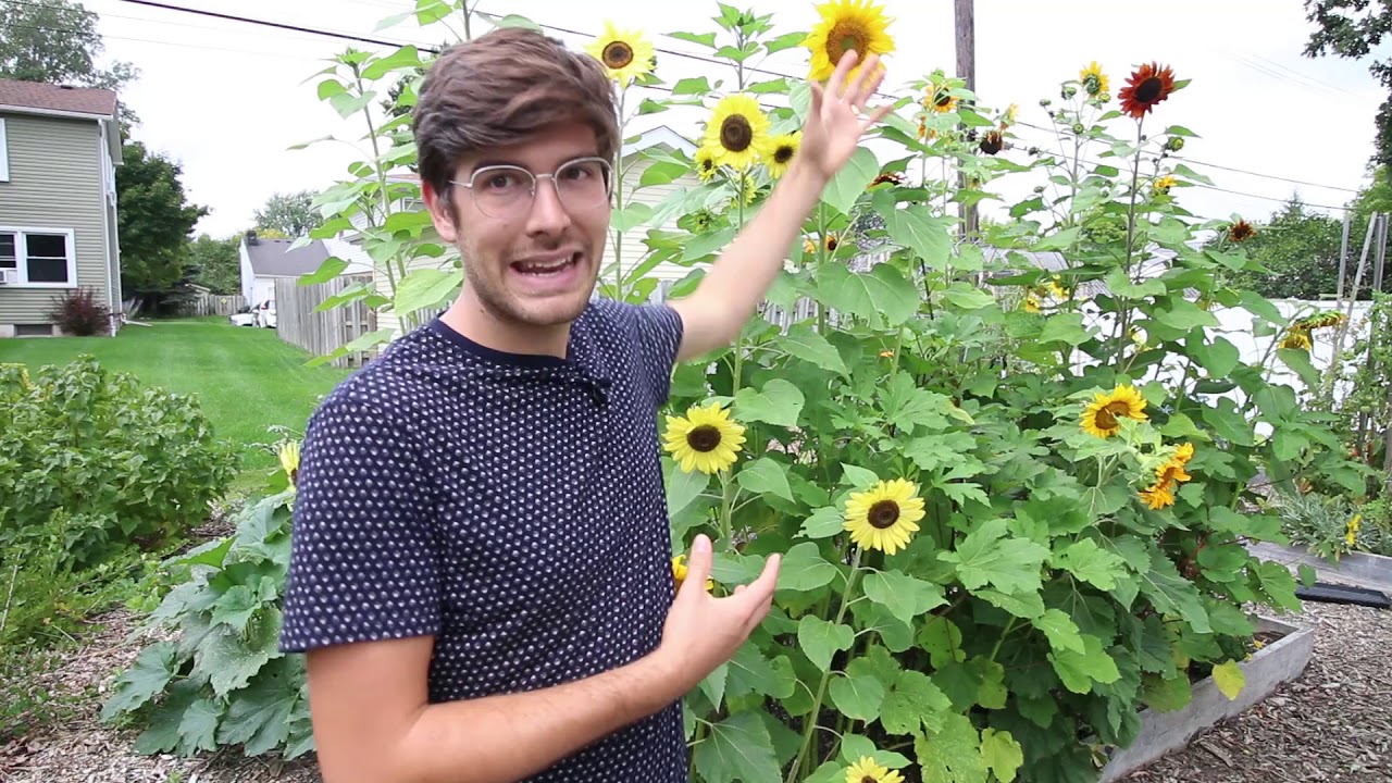 How to Grow Sunflowers Complete Growing Guide
