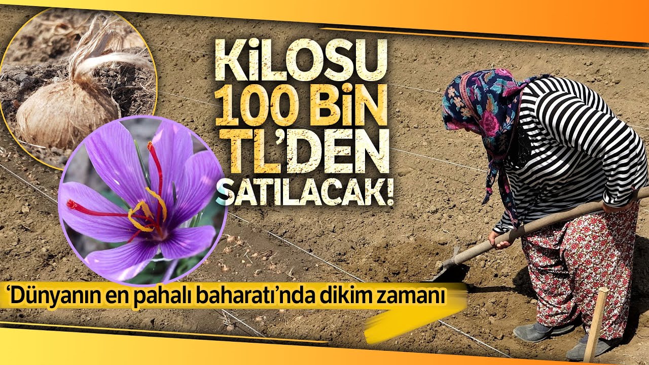 100 Bin Liradan Satılması Beklenen 'Safran' Toprakla Buluştu