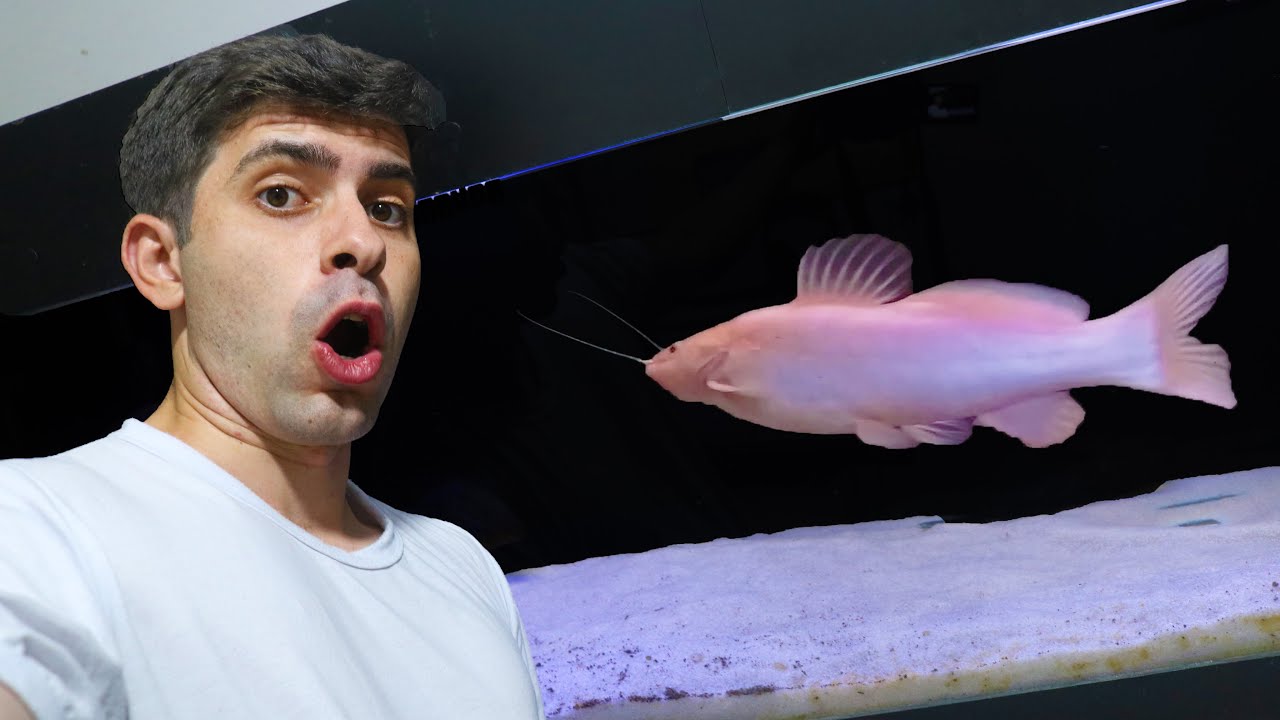 SE VOCÊ CRIAR ESSE PEIXE,NÃO LARGA NUNCA MAIS!!!