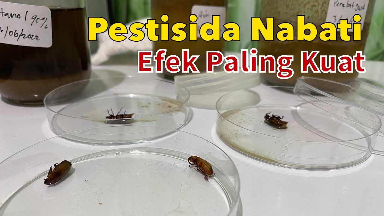 Pestisida Nabati Paling Ampuh, Uji Serangga, & Teknik Ekstraksi