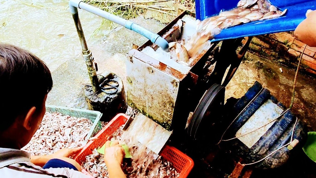 Máy cắt cá mồi của thợ vườn có công suất gắp đôi thợ chợ- 700kg/h